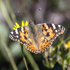 papillon posé sur une fleur jaune