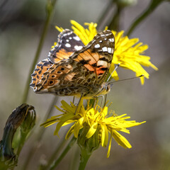 papillon posé sur une fleur jaune