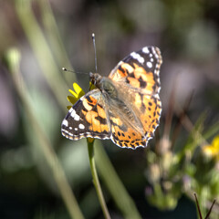 papillon posé sur une fleur jaune