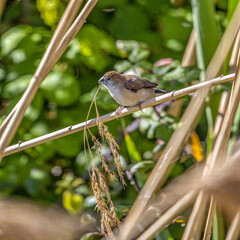 Capucin bec de plomb posé sur des joncs avec une brindille dans le bec