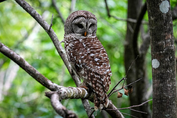 Barred Owl Pose