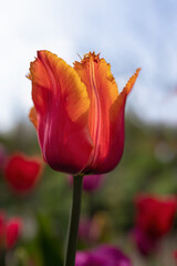 Closeup of Tulipa 'Louvre Orange' in a garden in Spring against a blue sky