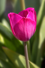 Closeup of a single flower of Tulipa 'Attila Graffiti' in a garden in Spring