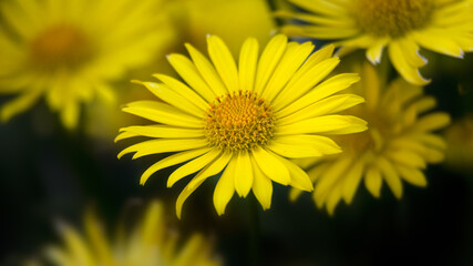 Closeup of flowers of Doronicum orientale 'Leonardo Compact' against a dark background