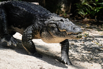 Fototapeta premium Alligator - Florida