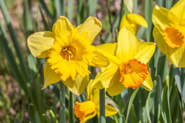 Obraz premium Frühlingsblumen am Wegesrand 