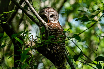 Barred Owl Portrait