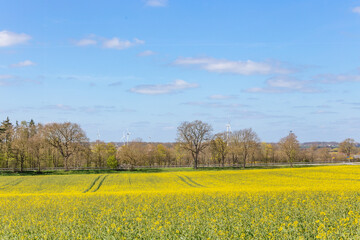 Rapsfeld zu Beginn der Blüte
