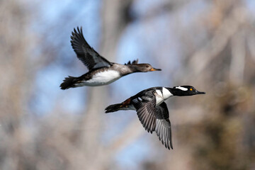 Hooded Mergansers - flight
