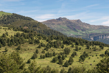Fototapeta na wymiar Fir and pine trees in the Belagua Mountains. Lakora in the background. Navarre Pyrenees