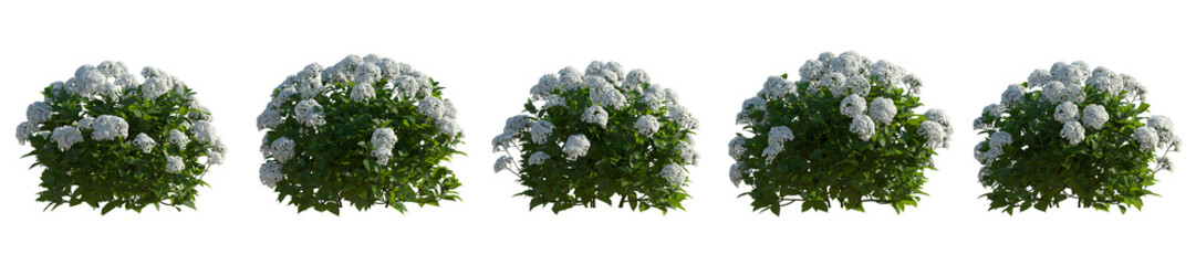 Set of hydrangea arborescens annabelle bush shrub isolated png on a transparent background right lighting perfectly cutout
