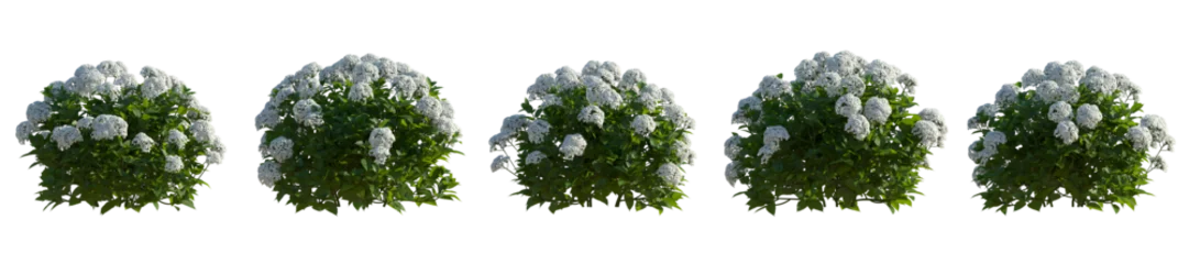 Tuinposter Set of hydrangea arborescens annabelle bush shrub isolated png on a transparent background right lighting perfectly cutout  © Roman