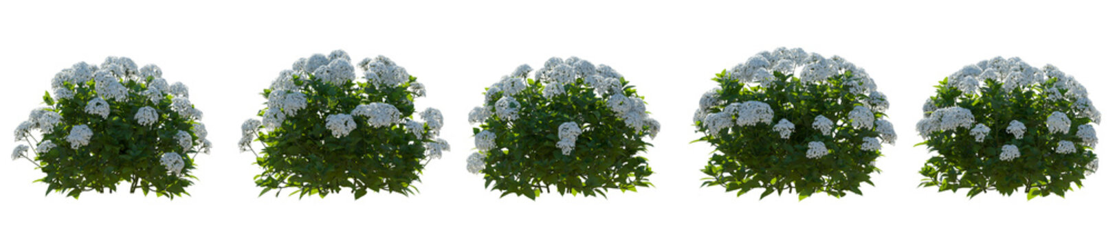 Set of hydrangea arborescens annabelle bush shrub isolated png on a transparent background back lighting perfectly cutout
