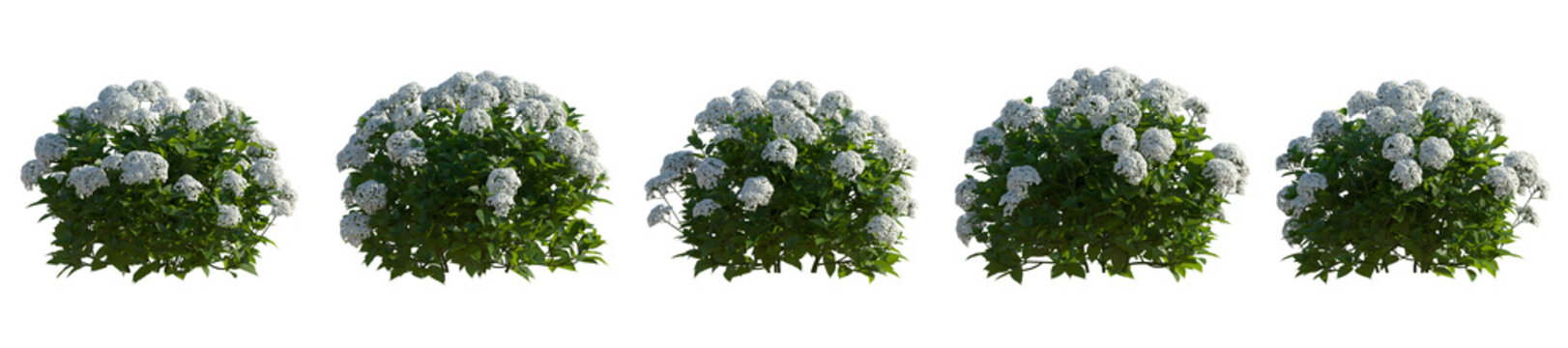 Set of hydrangea arborescens annabelle bush shrub isolated png on a transparent background right lighting perfectly cutout
