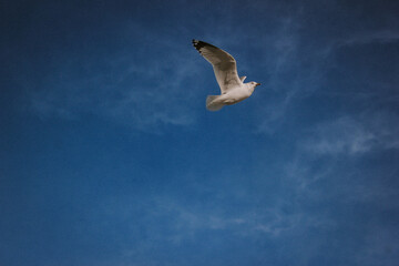 Seagull