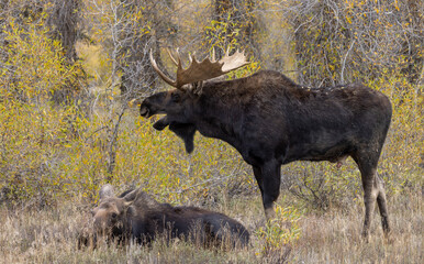 Bull and Cow Moose Rutting in Wyoming in Autumn