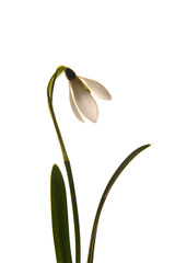 Fototapeta premium Fashion photo. White flower, snowdrop. On a white background. Vertically. Close up. Isolated. Spring flower.