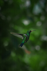 hummingbird in flight