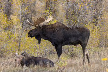 Naklejka na ściany i meble Bull and Cow Moose Rutting in Wyoming in Autumn