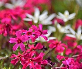 pink flowers in the garden