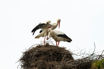 Cigogne blanche, nid, accouplement,.Ciconia ciconia, White Stork