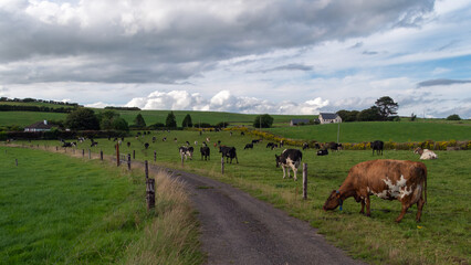 A narrow road between farm fields in Ireland in summer. A herd of cows grazing on a green farm pasture. Rustic landscape, cloudy sky. cows on green grass field