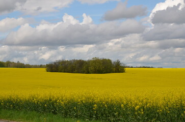 CHAMP DE COLZA AU PRINTEMPS