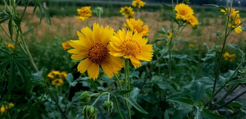 dandelions in the grass
