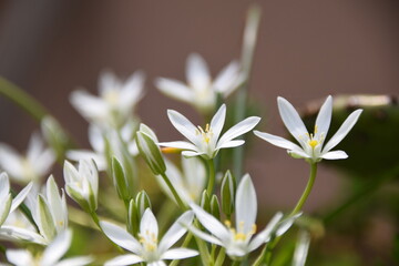 white spring flowers