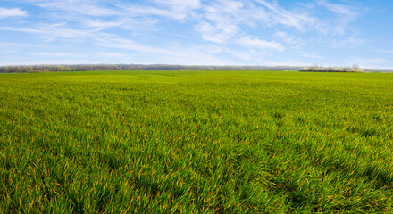Fototapeta na wymiar green rural field under blue cloudy sky, spring agricultural scene