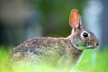 Grey small hare eating grass on summer field. Wild rabbit in nature