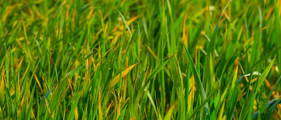 closeup green grass natural backgrounsd