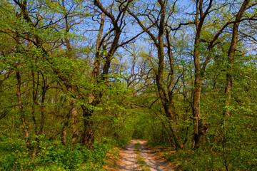 Fototapeta premium ground road among green summer forest