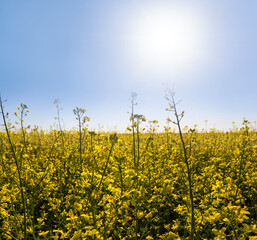closeup yellow rape flowers under sparkle sun, farm agricultural background