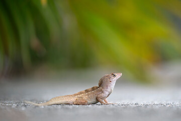 Macro closeup of blown alone lizard warming on summer sun. Anolis sagrei small reptile in native to Florida USA