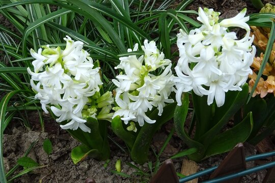 White hyacinth flowers grow in the garden , varieties White Pearl