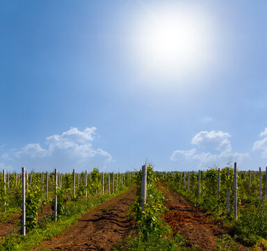 vineyard at summer sunny day, agricultural viniculture scene