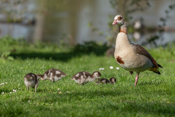 Egyptian goose (Alopochen aegyptiaca) with its chicks at the edge of a river.