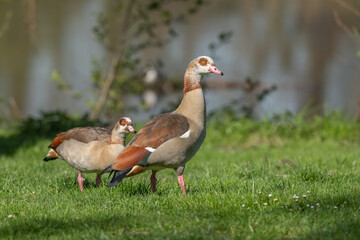 Egyptian goose (Alopochen aegyptiaca) with its chicks at the edge of a river.