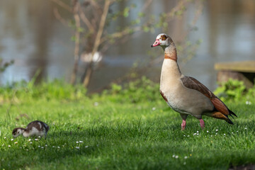 Egyptian goose (Alopochen aegyptiaca) with its chicks at the edge of a river.