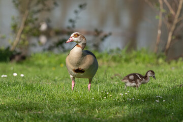 Egyptian goose (Alopochen aegyptiaca) with its chicks at the edge of a river.