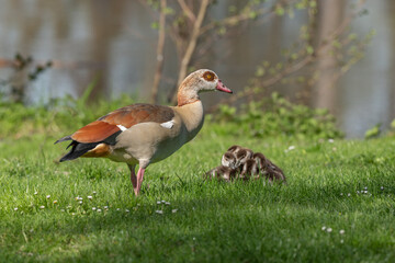 Egyptian goose (Alopochen aegyptiaca) with its chicks at the edge of a river.