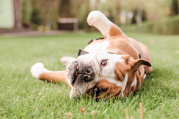 A bulldog rolling on its back on the grass