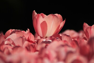tulip closeup