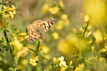 Painted lady, vanessa cardui butterfly on broom in bloom