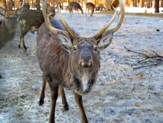 Snow forest deer on the background of the wild animals reserve