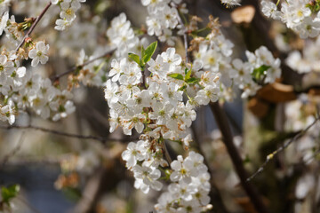 Cherry Blossoms in a Garden, Germany, Europe