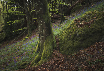 Bluebell Woodlands