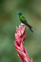 Sapphire-vented Puffleg