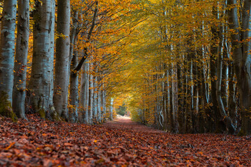 autumn in the forest